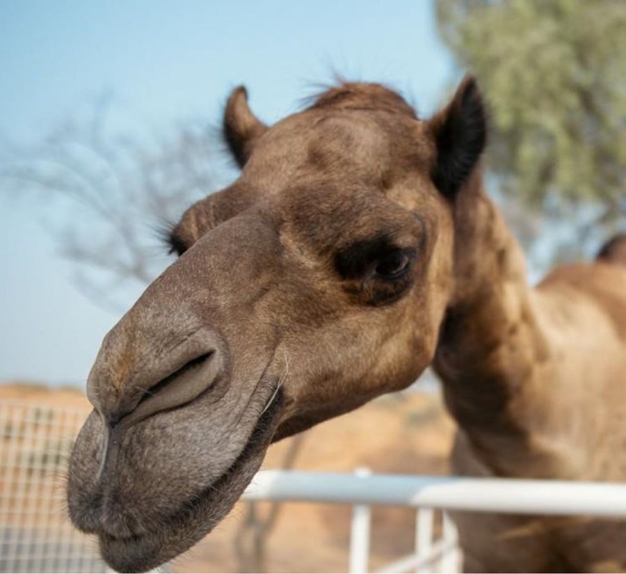 Camel close up at Al Wadi Equestrian Center