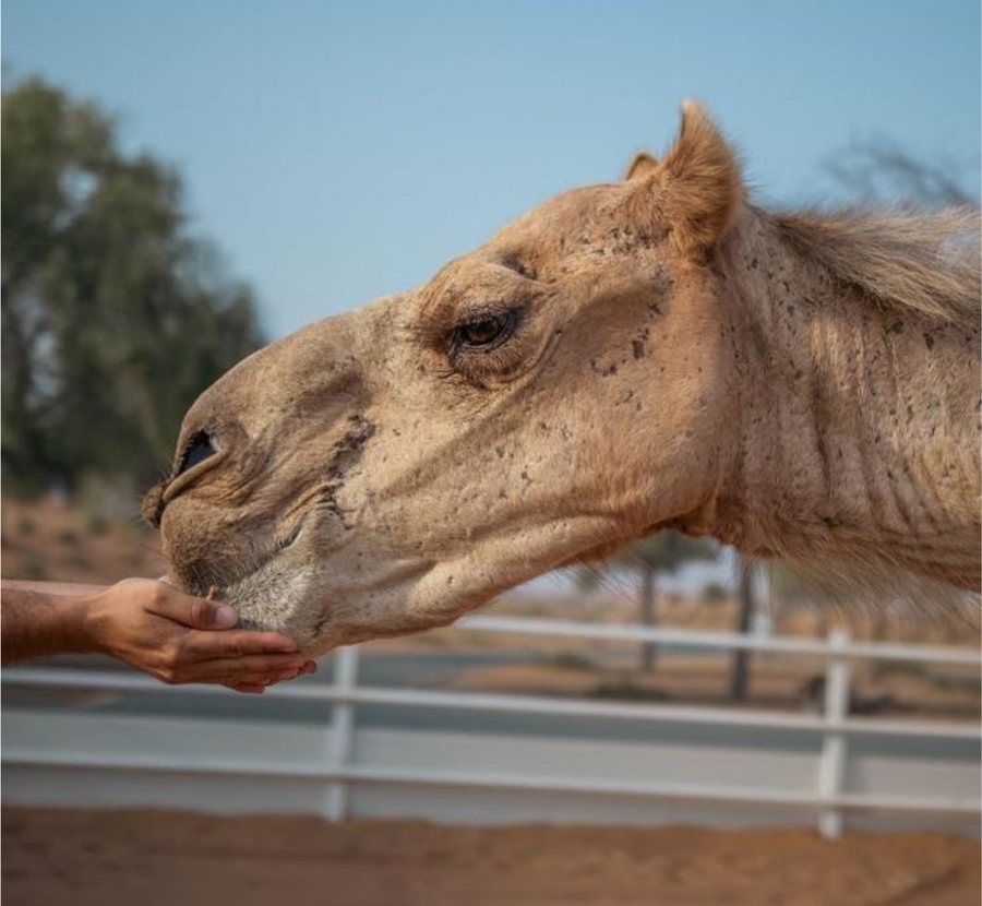 Camel being hand fed at Al Wadi Equestrian Center