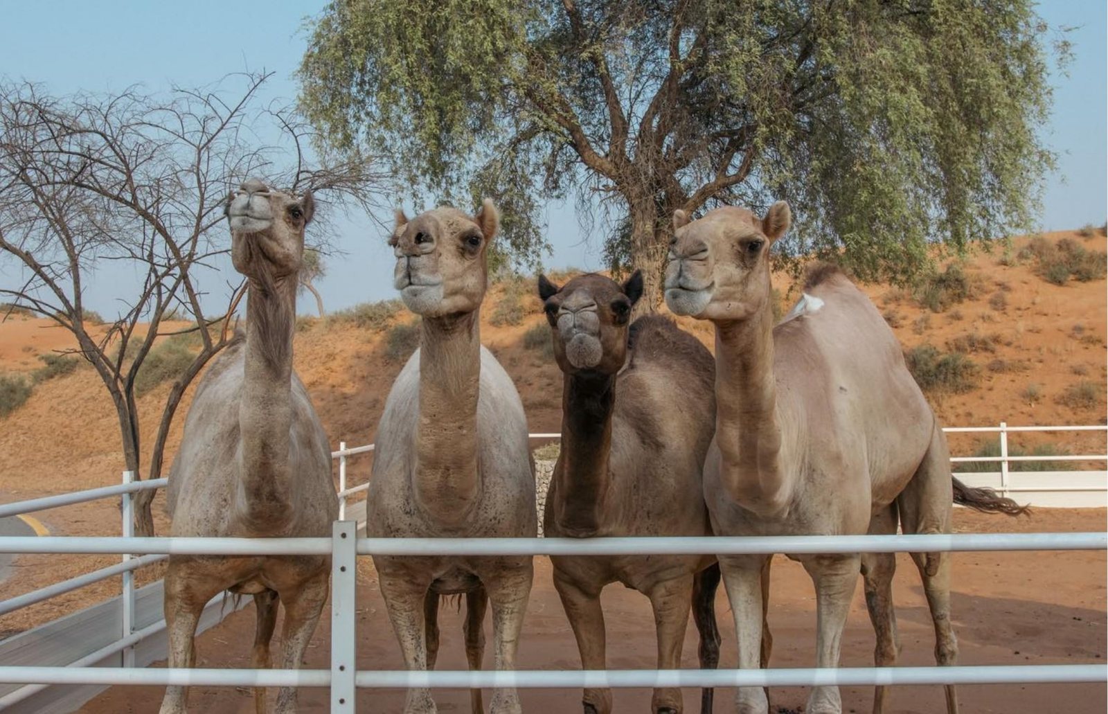 Camels at Al Wadi Equestrian Center