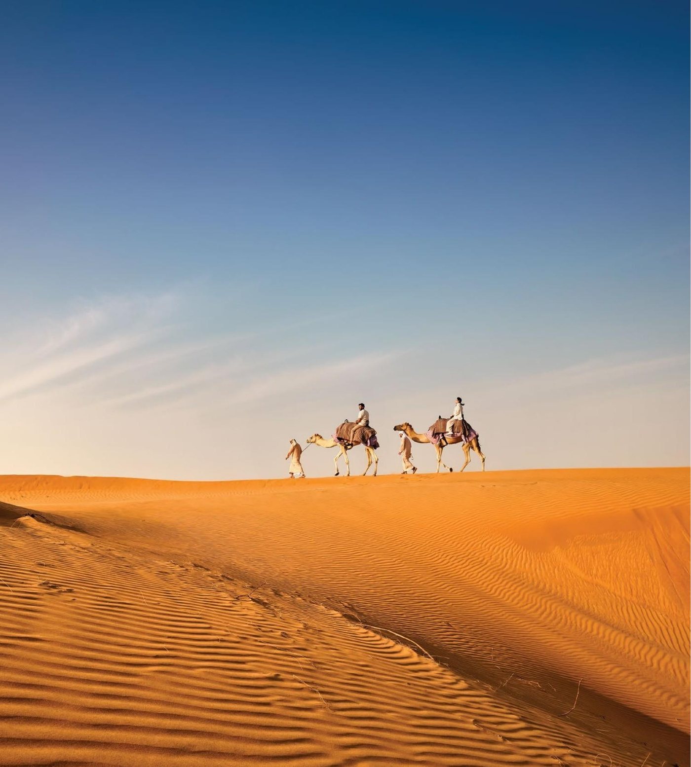 Camels crossing the desert dunes at Al Wadi Equestrian Center