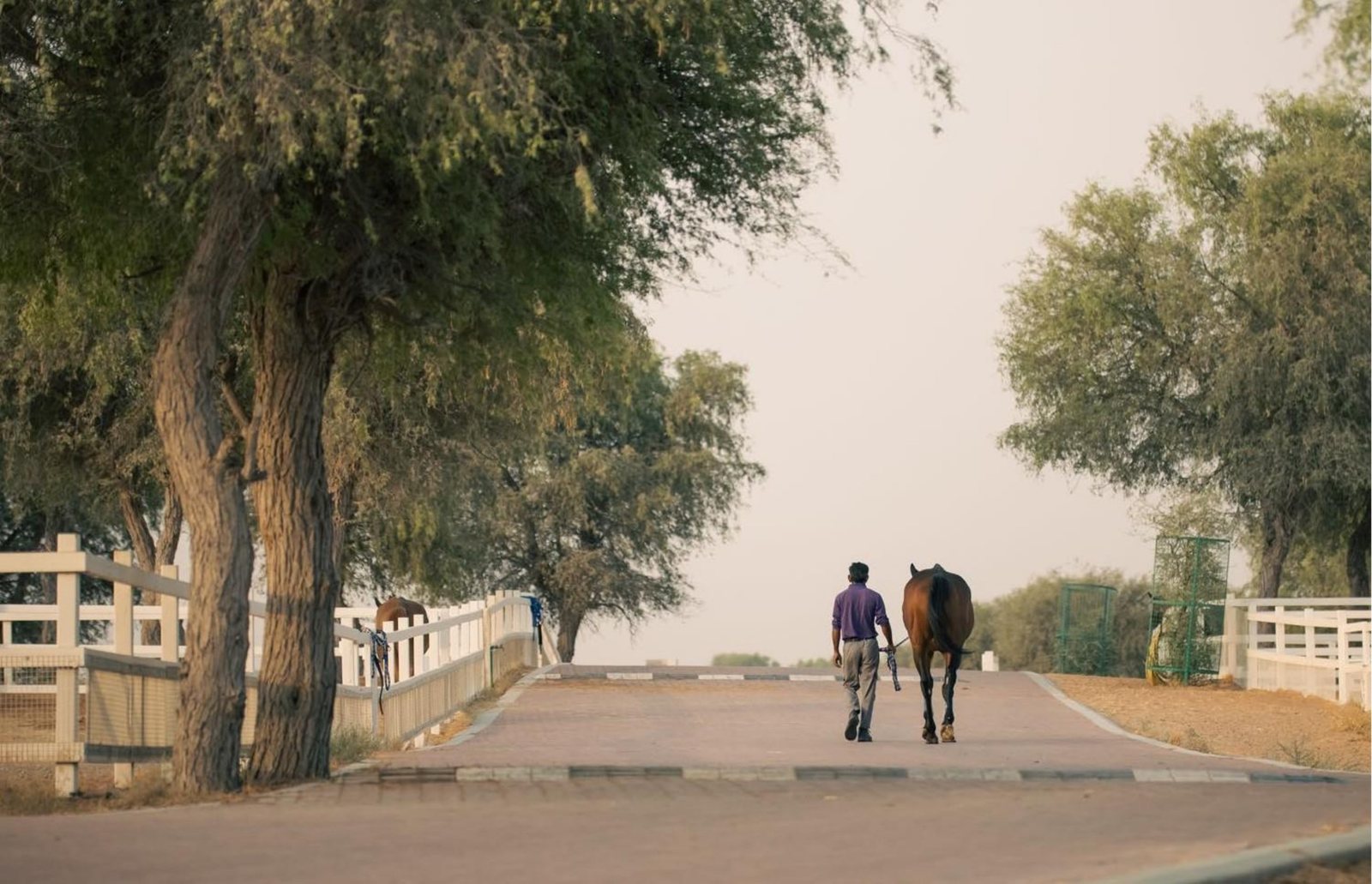Horse and groom walking the pathway at Al Wadi Equestrian Center