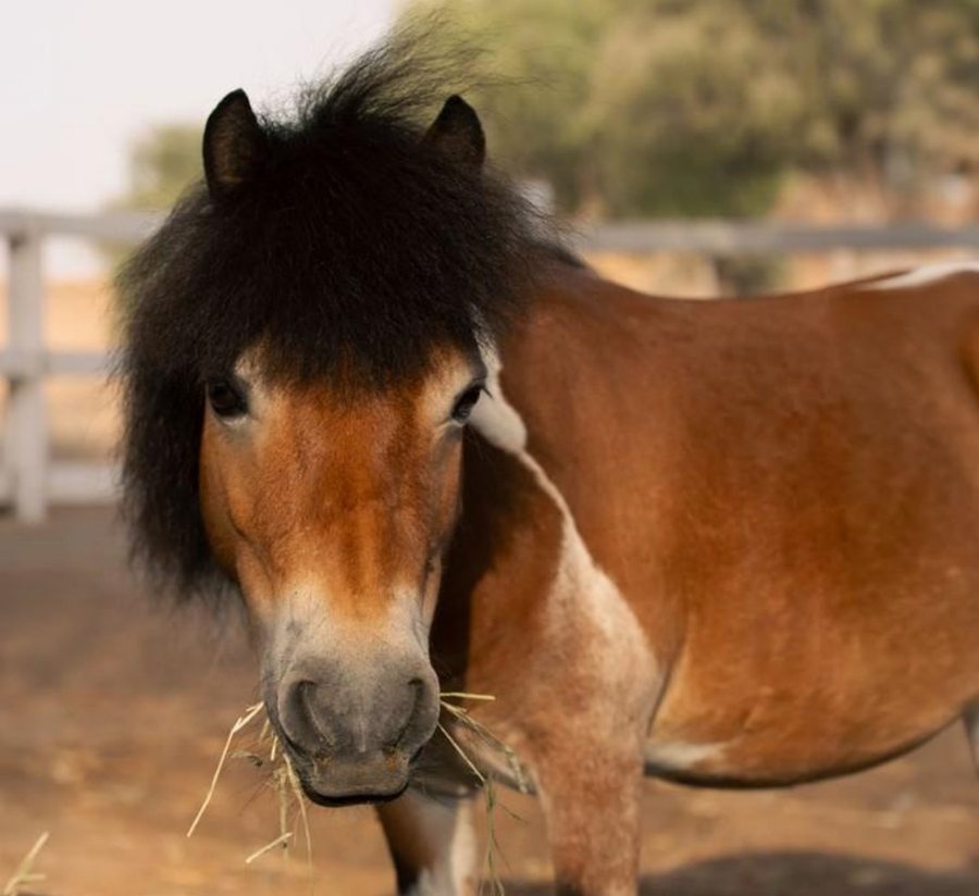 Miniature pony at Al Wadi Equestrian Center