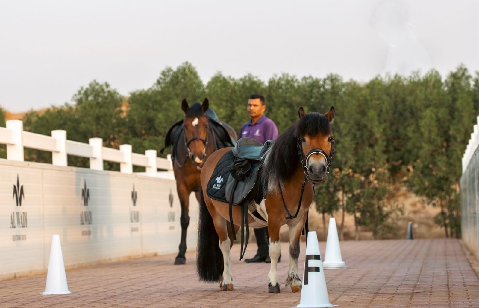 Pony and horse with groom at Al Wadi Equestrian Center