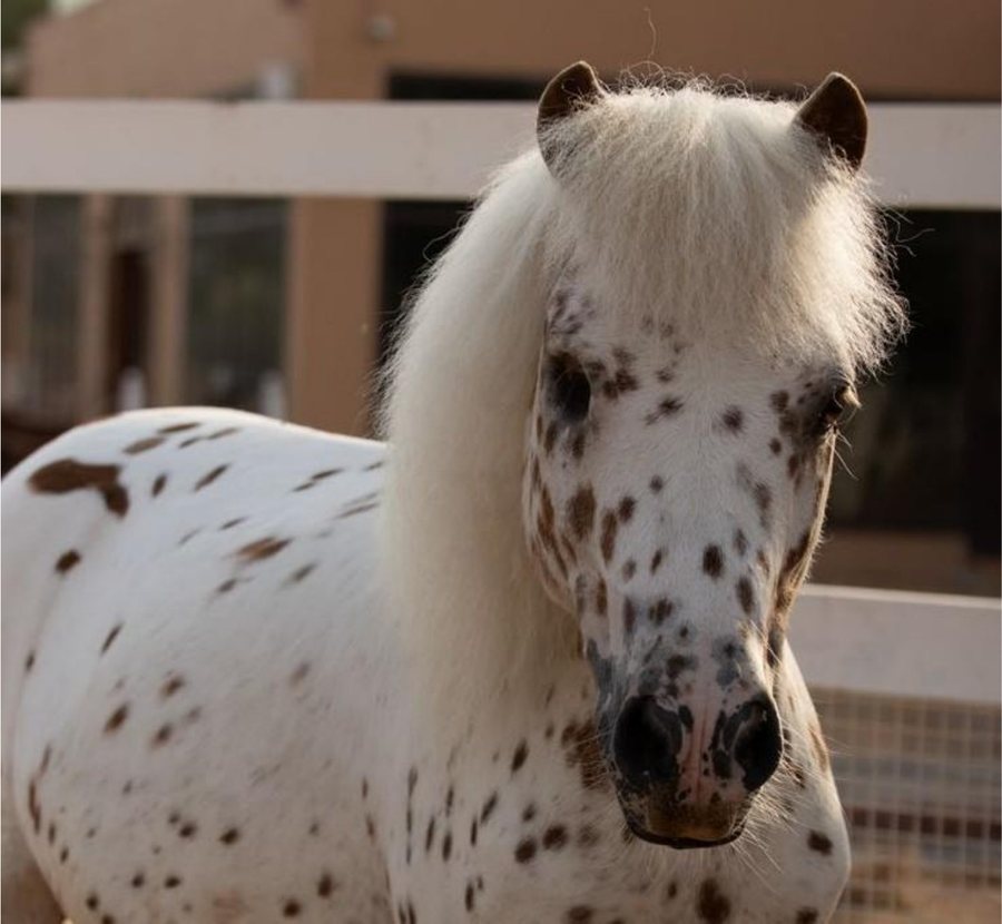 Spotted miniature pony at Al Wadi Equestrian Center