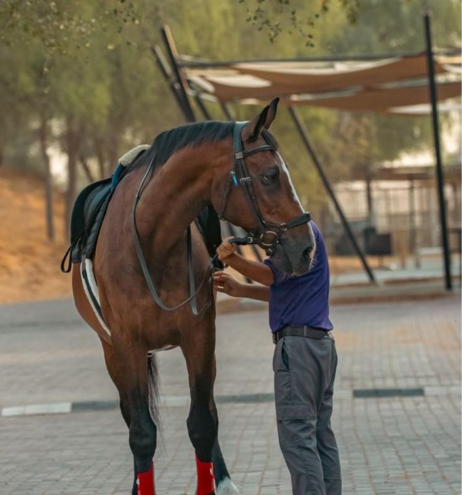 Horse being groomed at Al Wadi Equestrian Center