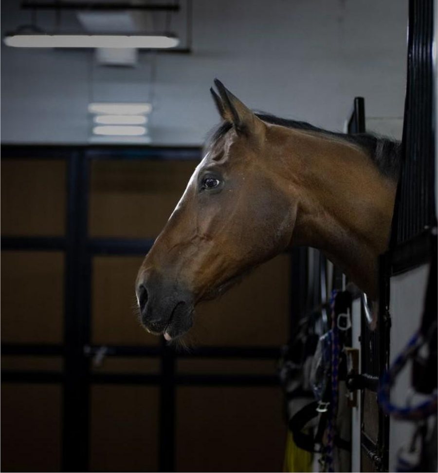 Horse looking out from its stable at Al Wadi Equestrian Center